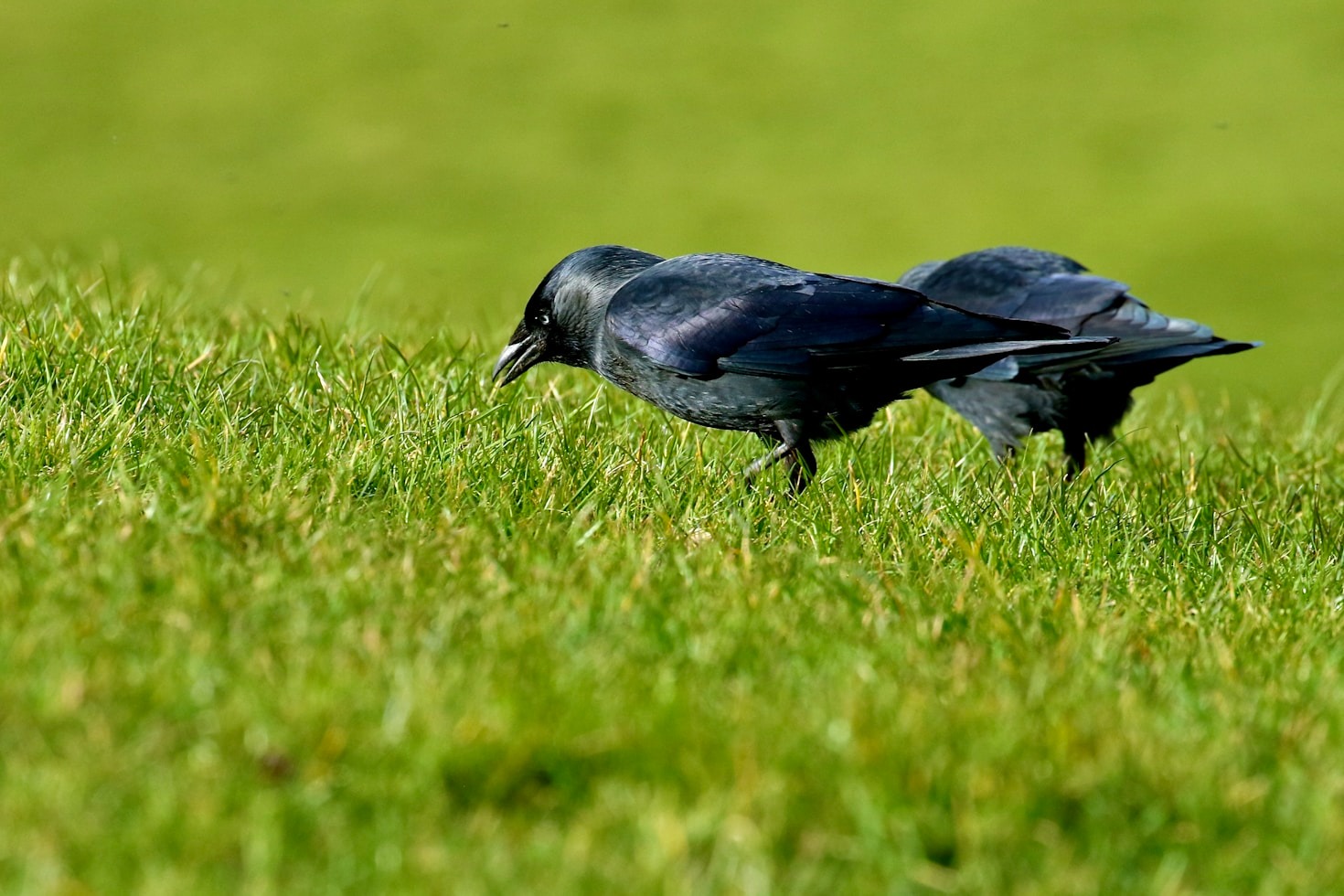 How the Ravens Stack Up Against Division Rivals
