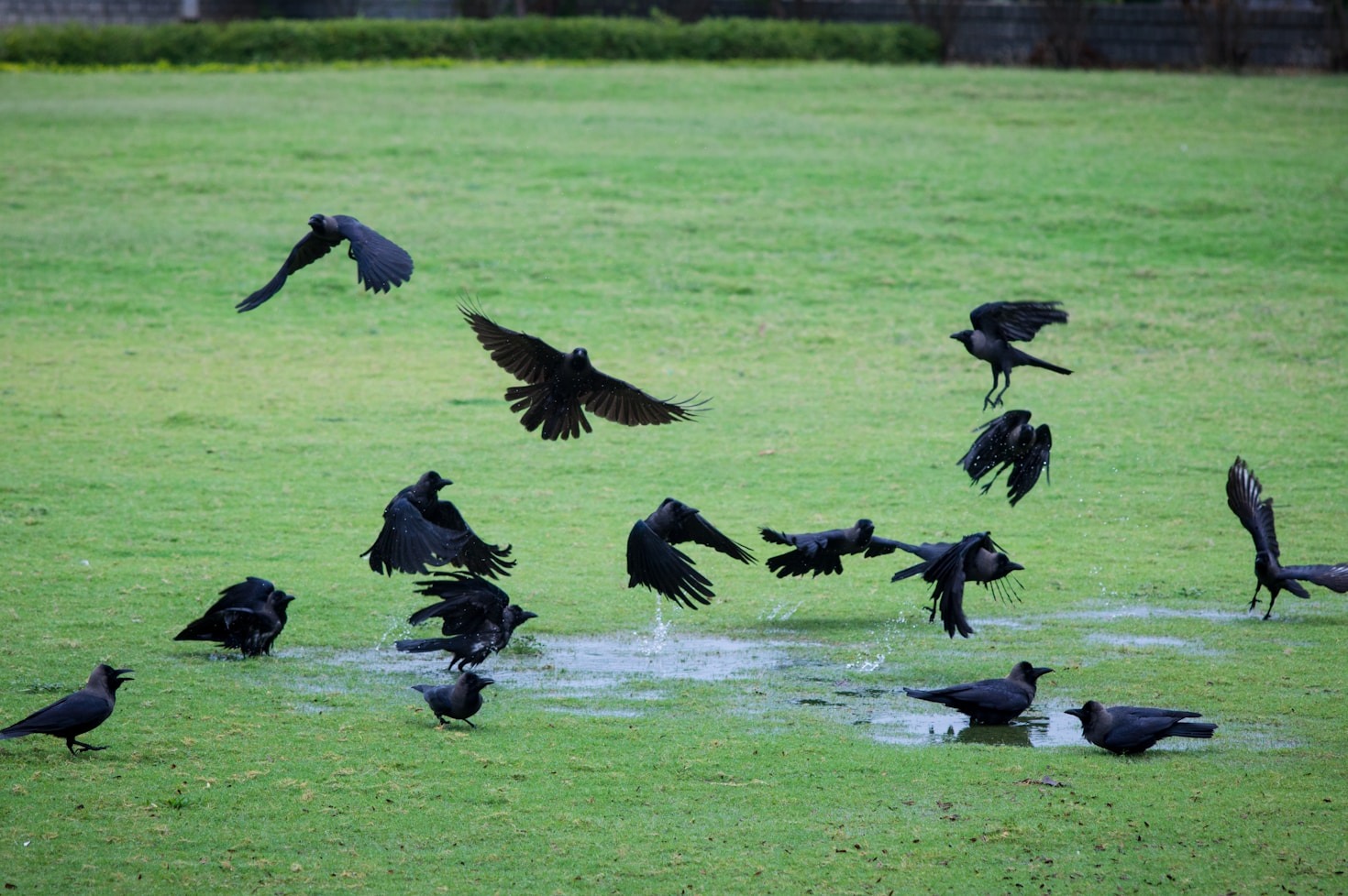 The Evolution of the Ravens’ Defensive Strategies